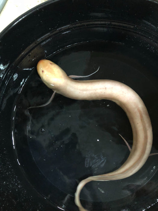 Albino African Lungfish (Protopterus aethiopicus)
