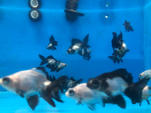 Load image into Gallery viewer, Moor Panda Butterfly Telescope Goldfish (Carassius auratus)
