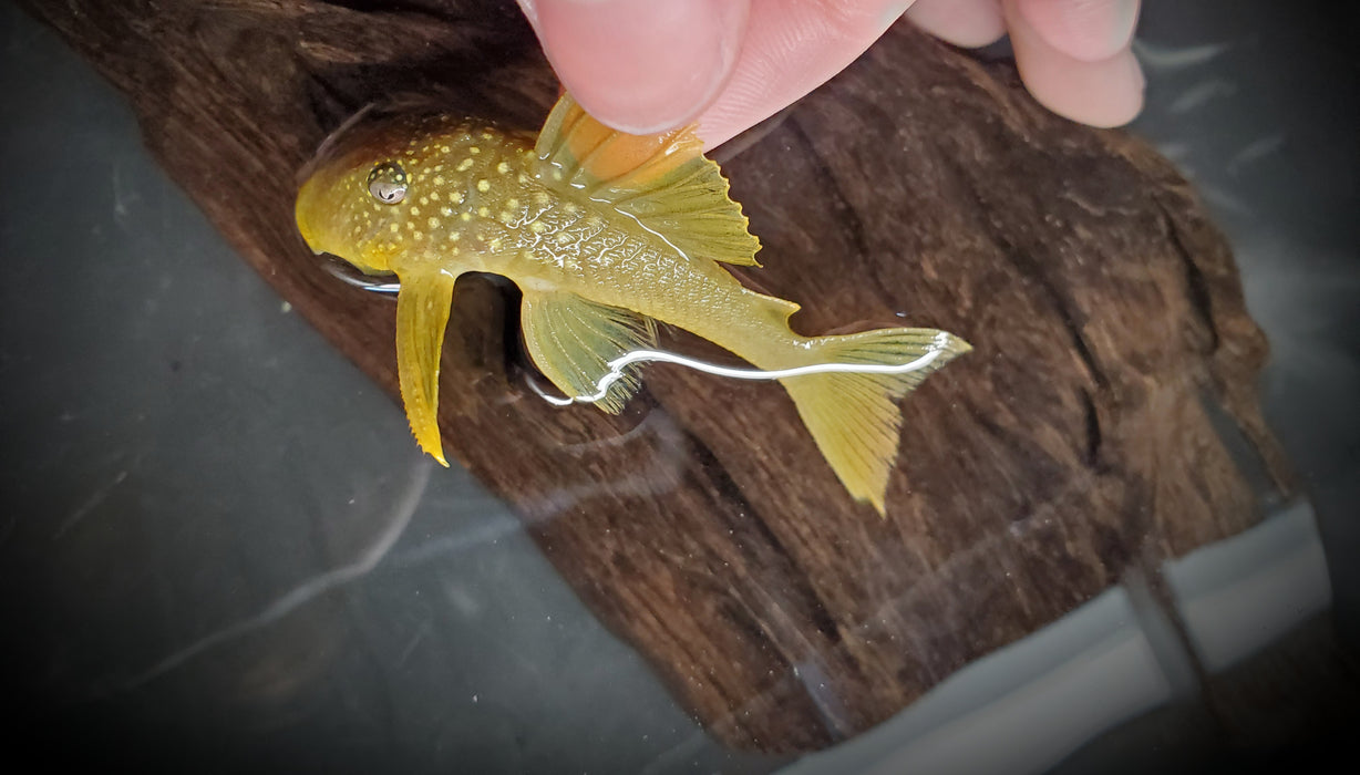 L200 Green Phantom Pleco (Hemiancistrus subviridis)