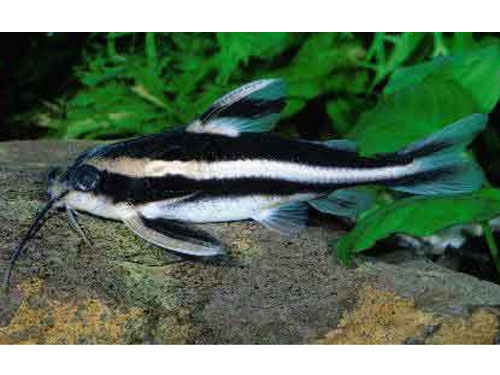 Striped Raphael Catfish (Platydoras armatulus)