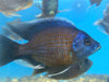 Red Fin Borleyi 'Kadango' Cichlid (Copadichromis borleyi)