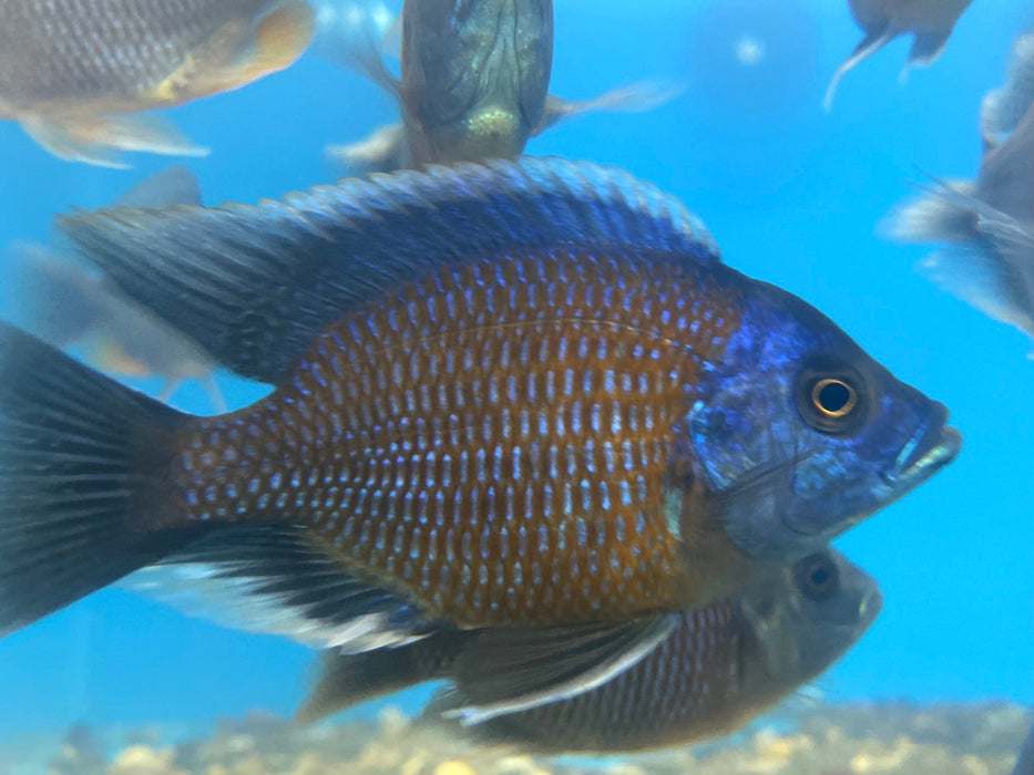 Red Fin Borleyi 'Kadango' Cichlid (Copadichromis borleyi)