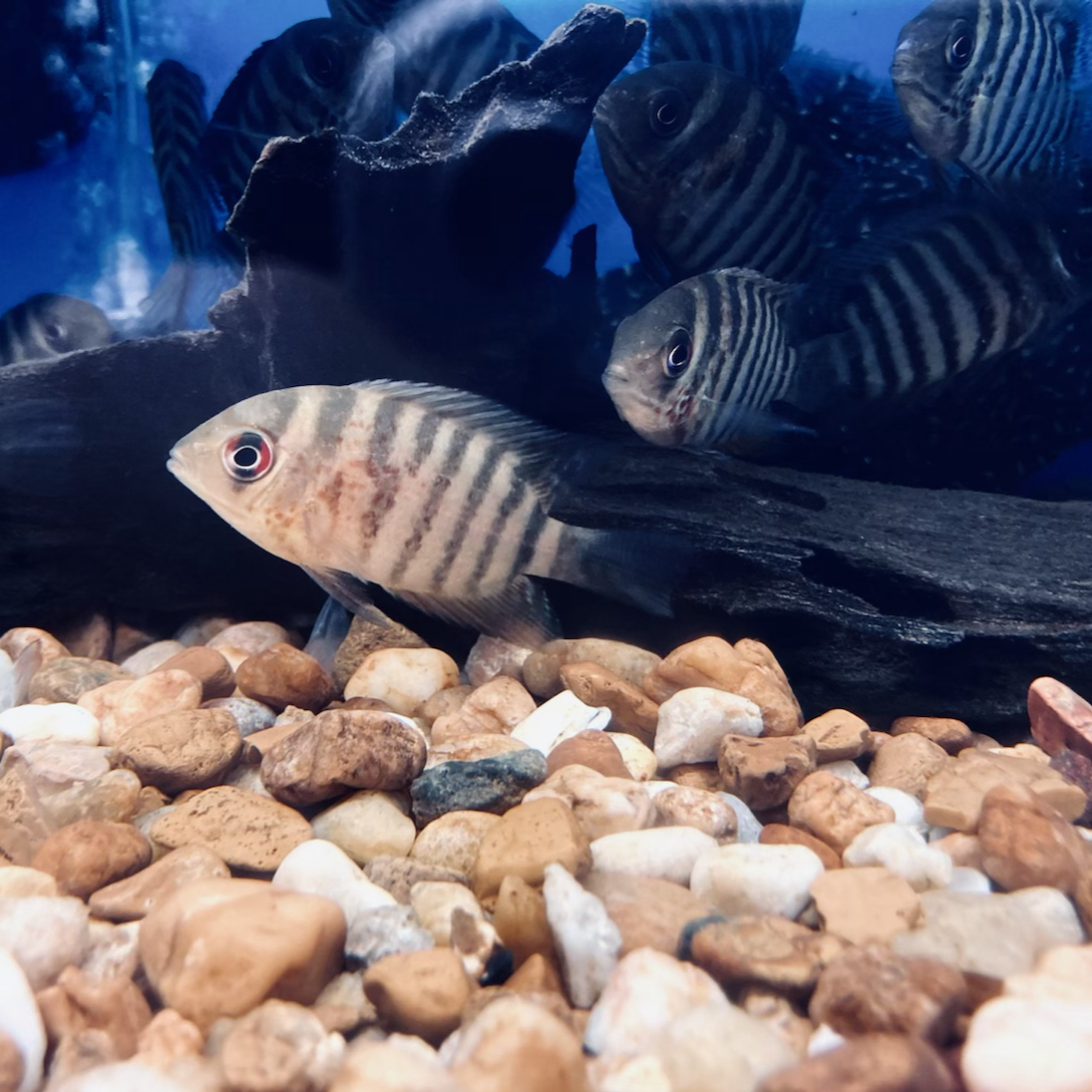 Inirida Severum (Heros sp. Inirida)