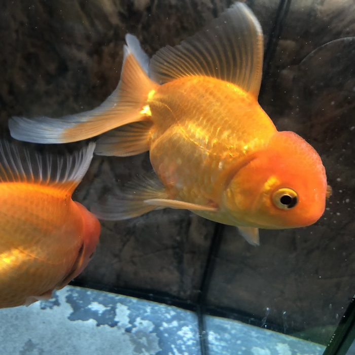 Oranda Goldfish (Carassius auratus)
