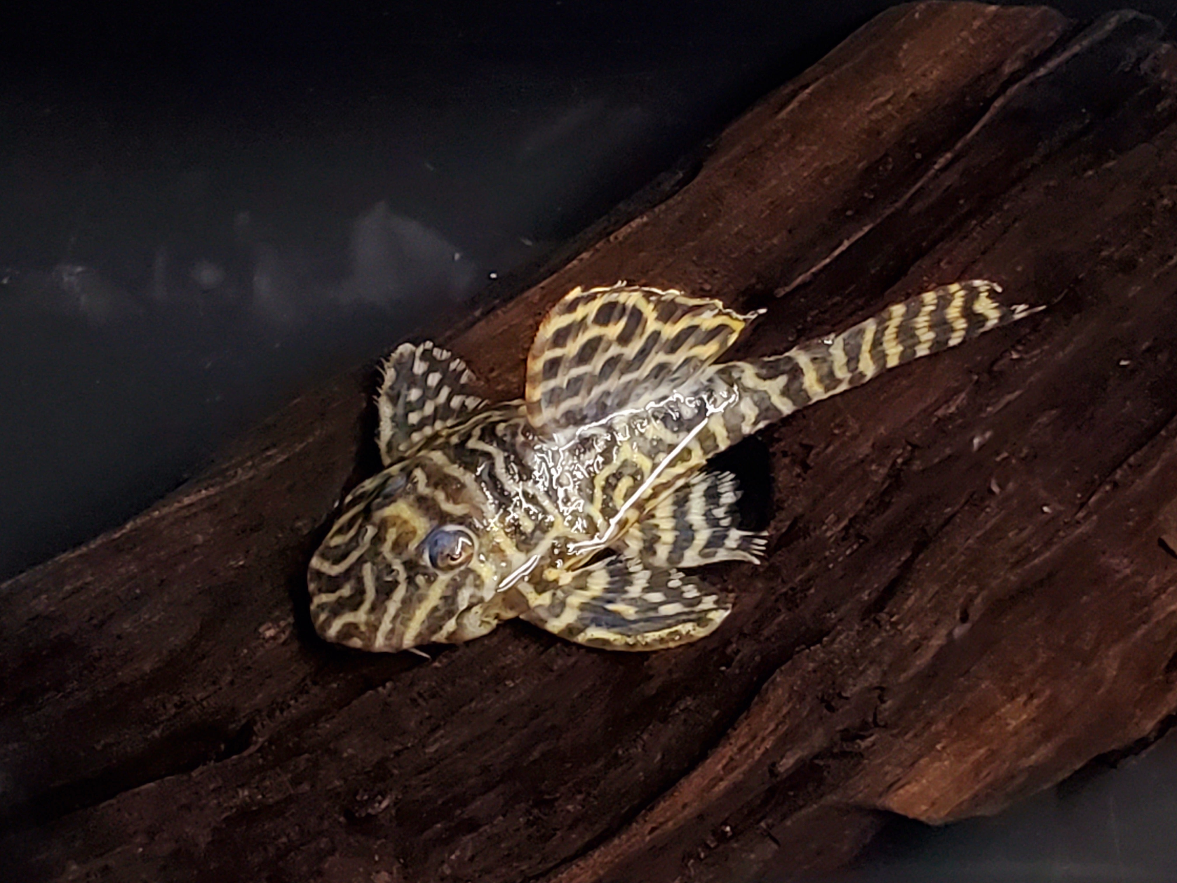 L129 Colombian Zebra Pleco (Hypancistrus debilitetra) – Predatory Fins