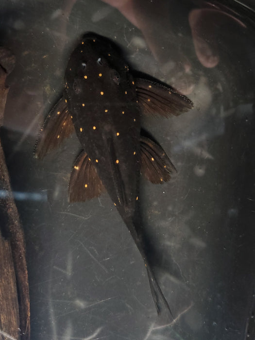 LDA031 Mustard Spot Pleco (Panaqolus albomaculatus)