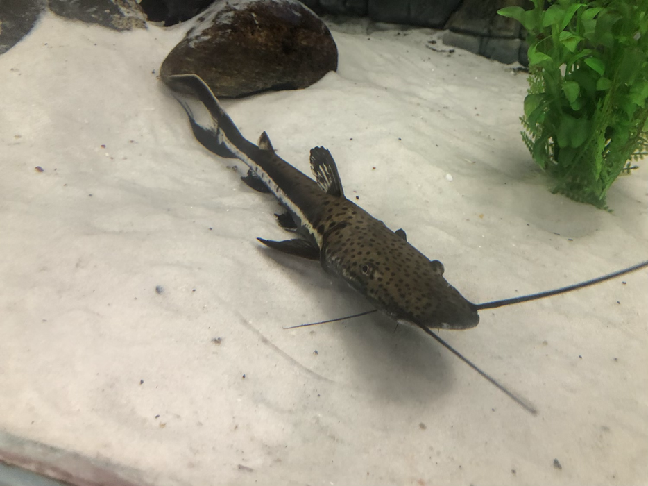 Firewood Catfish (Sorubimichthys planiceps)