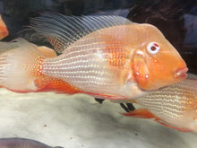 Load image into Gallery viewer, Albino Threadfin Acara Geophagus Cichlid (Acarichthys heckelii)
