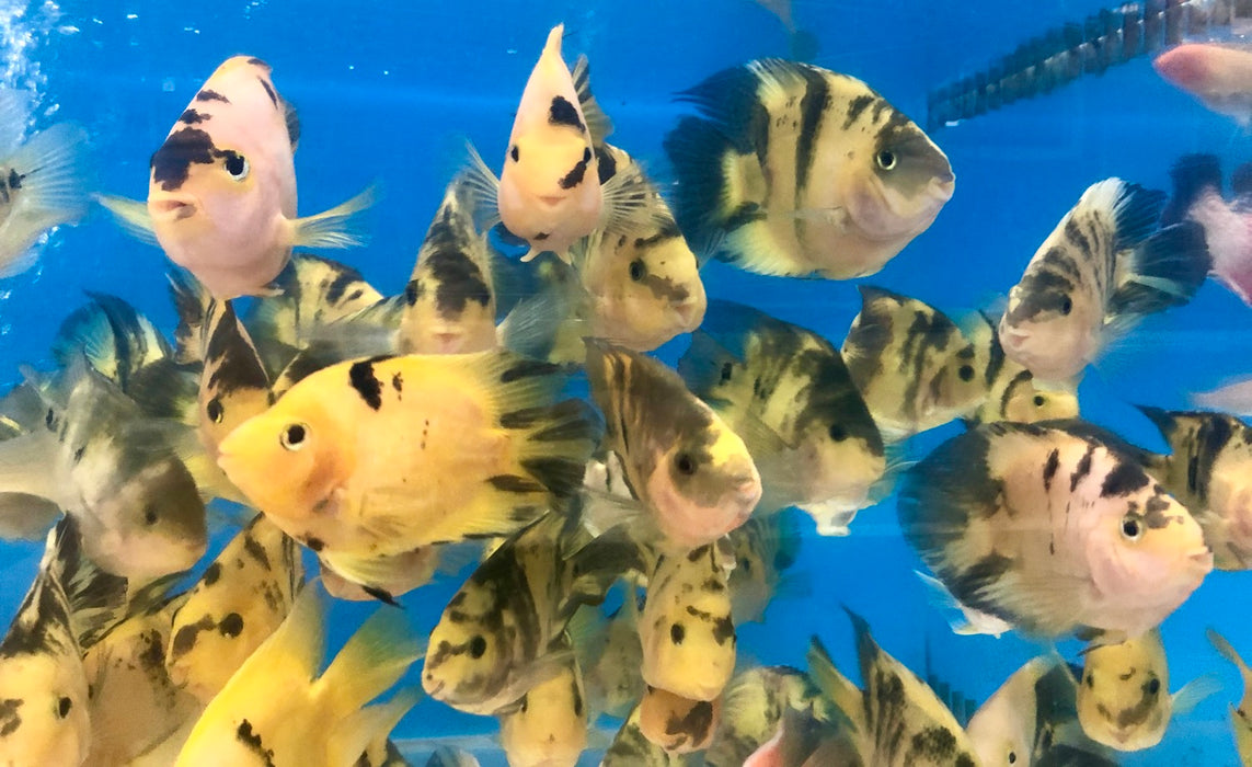 Golden / Yellow Tiger Parrot Cichlid (Cichlasoma  sp)