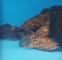 Load image into Gallery viewer, Jelly Catfish (Cephalosilurus apurensis)
