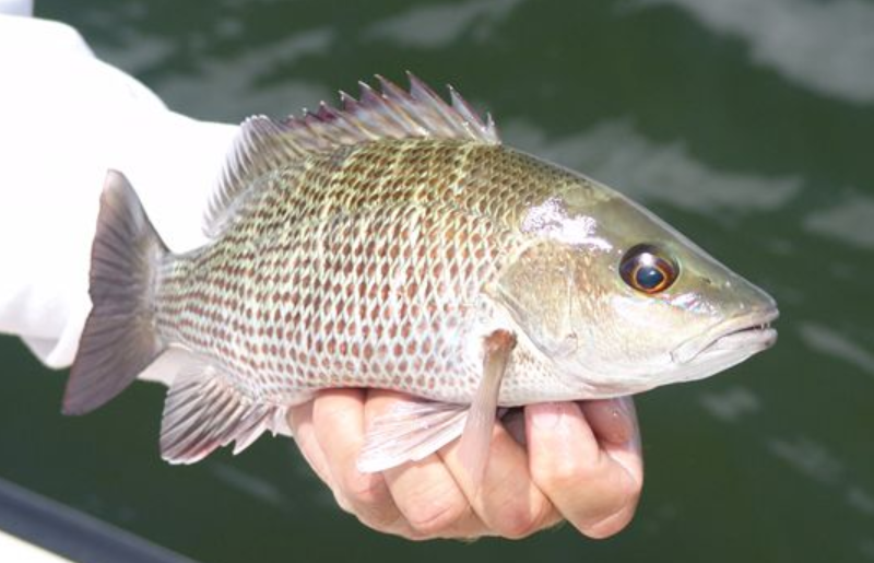 Mangrove Snapper (Lutjanus griseus) – Predatory Fins