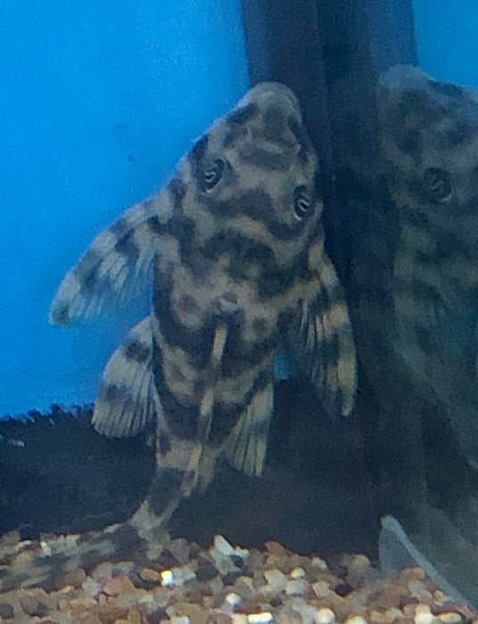 L015 Candy Stripe Pleco (Peckoltia vittata)