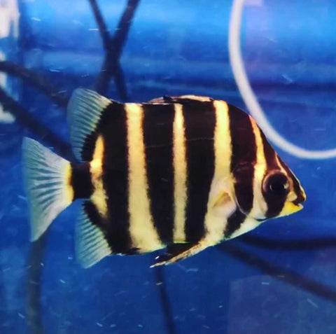 African Tiger Scat (Scatophagus tetracanthus) Predatory Fins