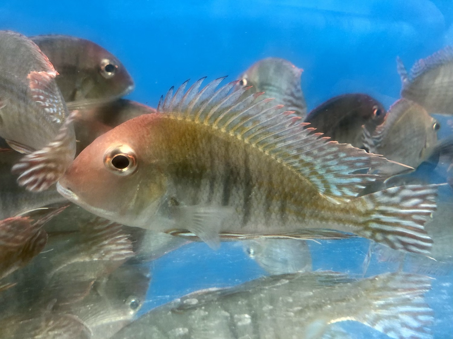 Red Head 'Tapajos' Geophagus