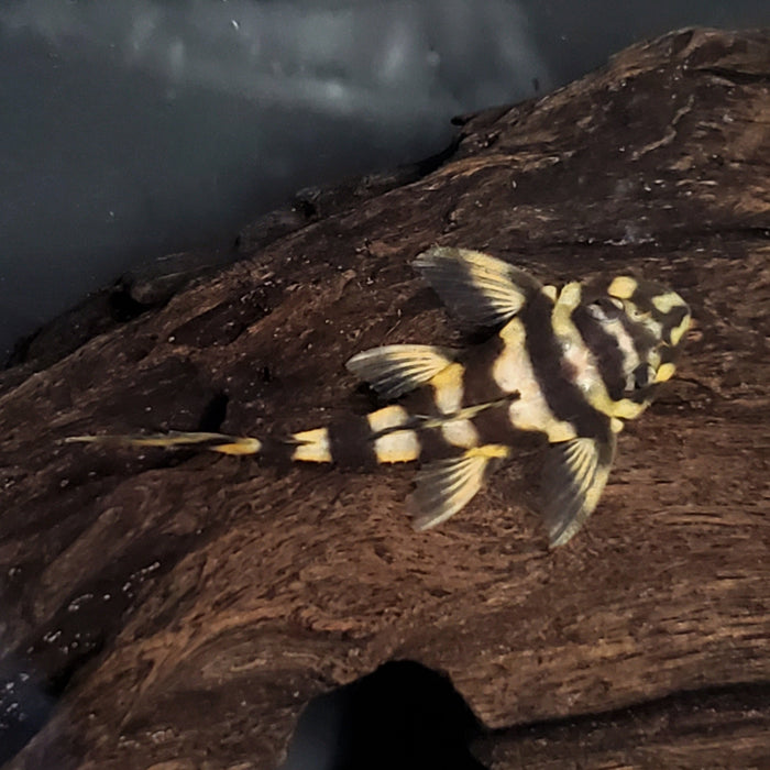 L168 Butterfly Pleco (Dekeyseria brachyura)