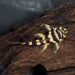 L168 Butterfly Pleco (Dekeyseria brachyura)