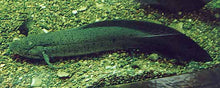 Load image into Gallery viewer, South American Lungfish (Lepidosiren paradoxa)
