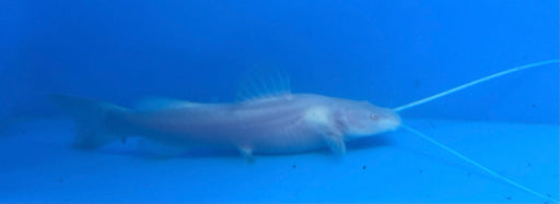 Albino Asian Redtail Catfish (Hemibagrus wyckioides)