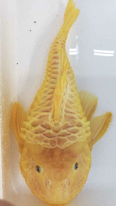 L056 Yellow Rubber Pleco (Parancistrus aurantiacus)