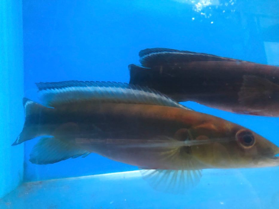 Red Finned Johanna Pike Cichlid (Crencichla johanna)