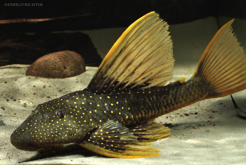 Golden Sailfin Luteus Pleco (Hypostomus luteus)