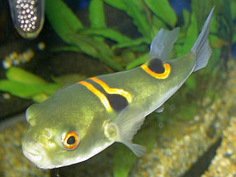 Orange Saddle Fugu Puffer Fish (Takifugu ocellatus)