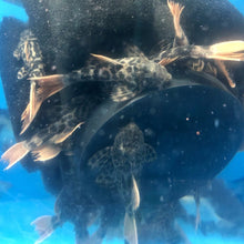 Load image into Gallery viewer, L600 Leopard Cactus Pleco (Pseudacanthicus Leopardus)
