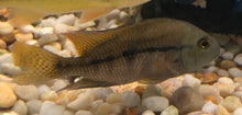 Load image into Gallery viewer, Nicaragua Cichlid (Hypsophrys nicaraguensis)
