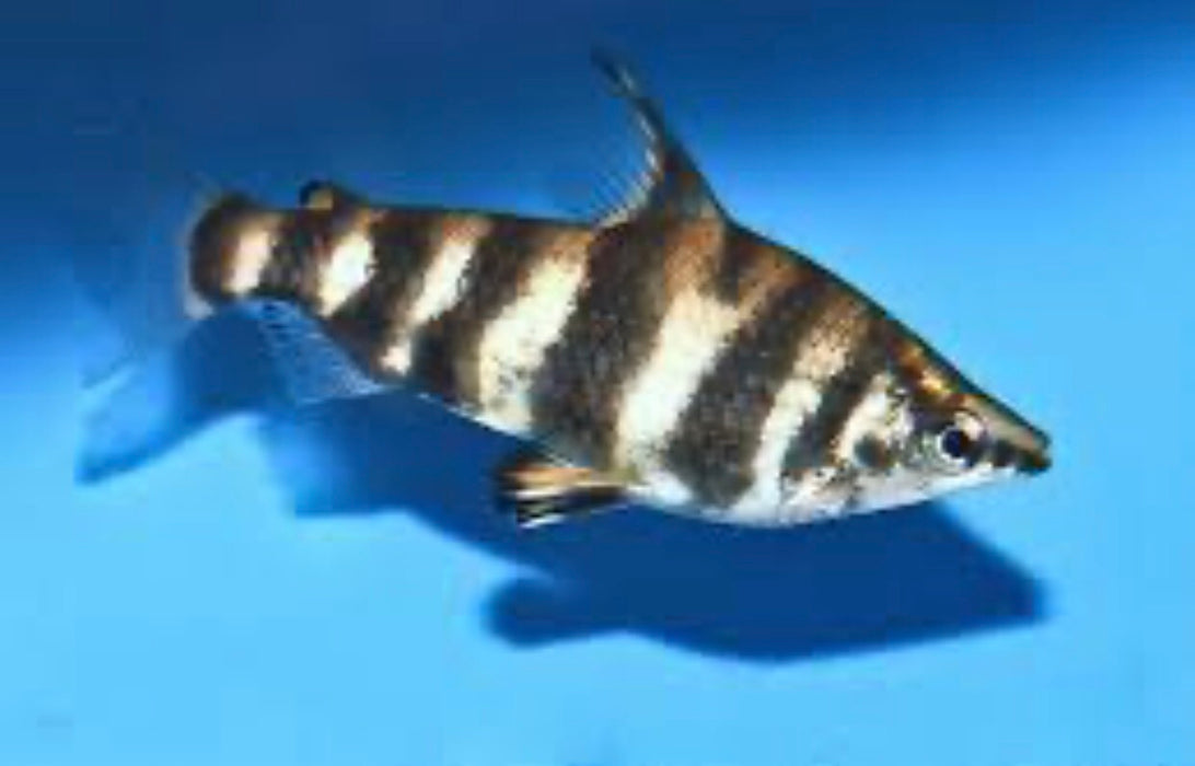 Marbled Headstander (Abrimites hypselonotus)