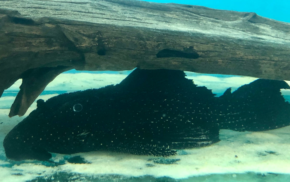 Serratus Black Dragon Pleco (Pseudacanthicus serratus)