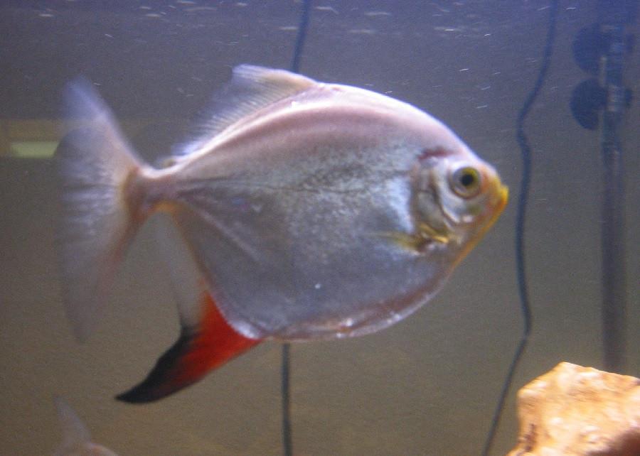 Red Hook Silver Dollar (Myloplus rubripinnis) — Predatory Fins
