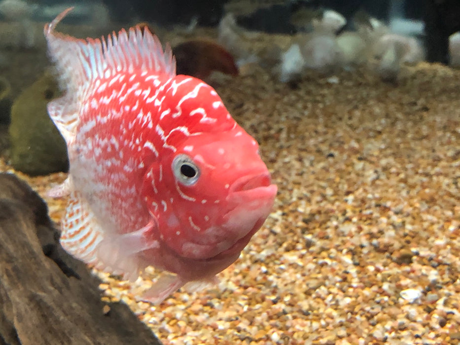 Golden Base Flowerhorn Cichlid (Cichlasoma sp)