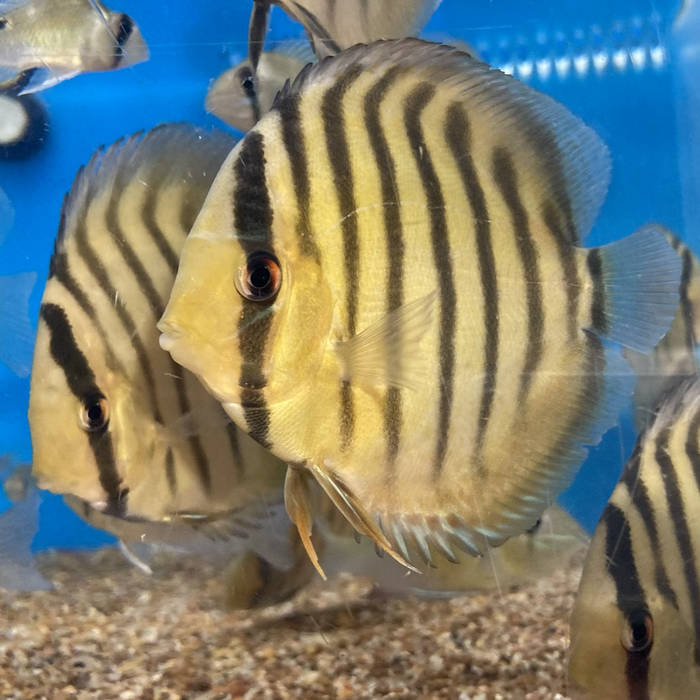 Wild Brown Discus (Symphysodon aequifasciata)