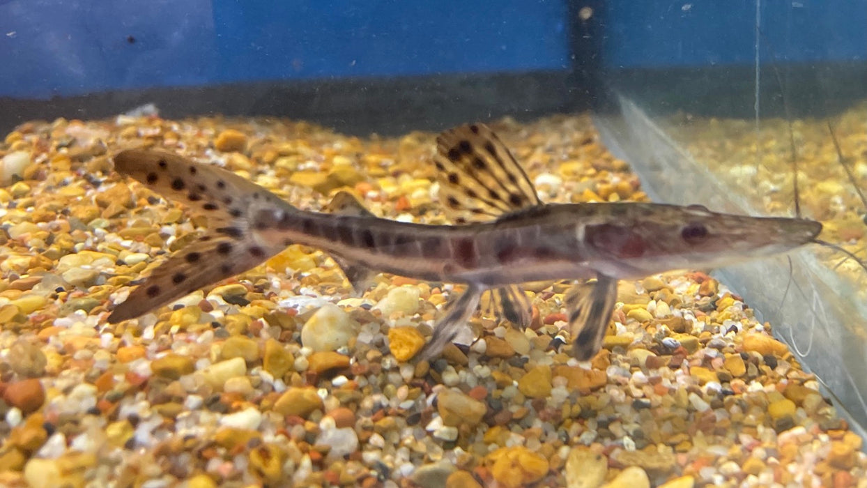 Corruscans x Reticulatum Shovelnose Catfish (Pseudoplatystoma corruscans sp)