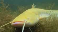 Load image into Gallery viewer, Albino Chinese Wels Catfish (Silurus merdionalis)
