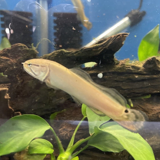Bowfin (Amia calva