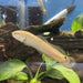 Bowfin (Amia calva