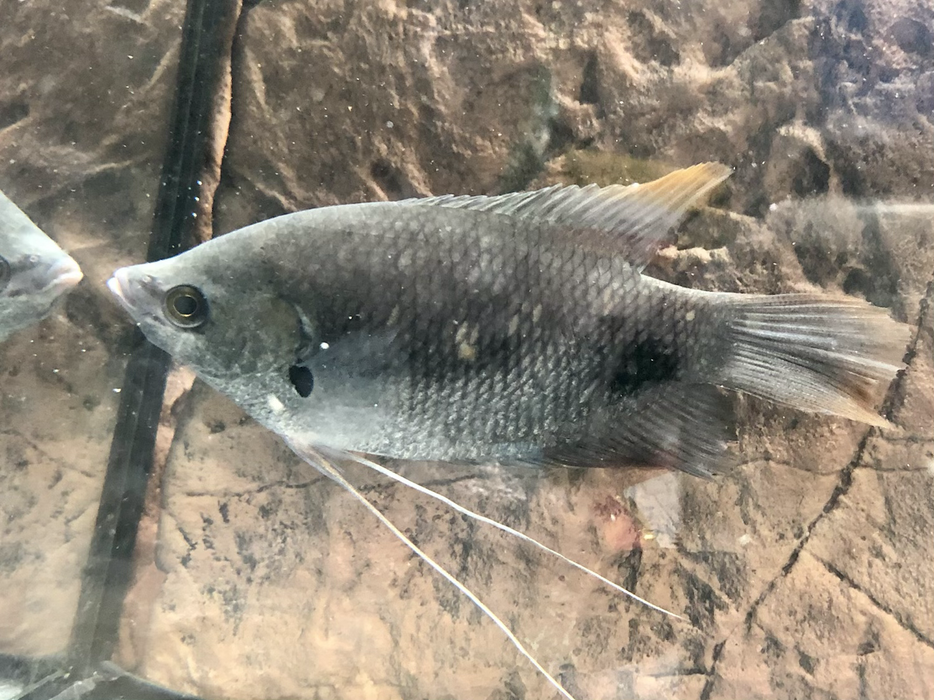 Giant Red Tail Gourami (Osphronemus laticlavius)