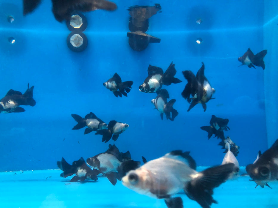 Moor Panda Butterfly Telescope Goldfish (Carassius auratus)