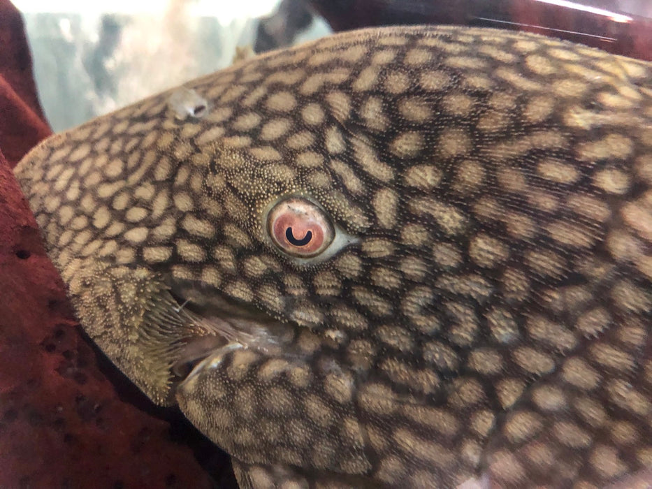 L330 Watermelon Royal Pleco (Panaque nigrolineatus laurafabianae)
