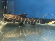 Load image into Gallery viewer, Flash Zebra Catfish (Brachyplatystoma juruense)
