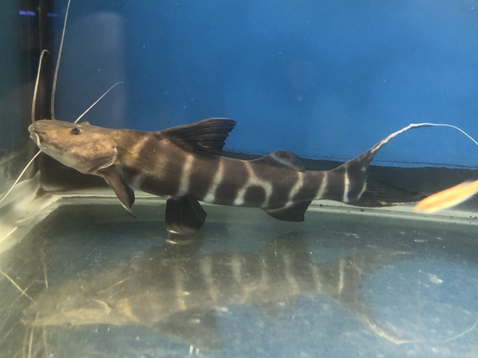 Flash Zebra Catfish (Brachyplatystoma juruense)