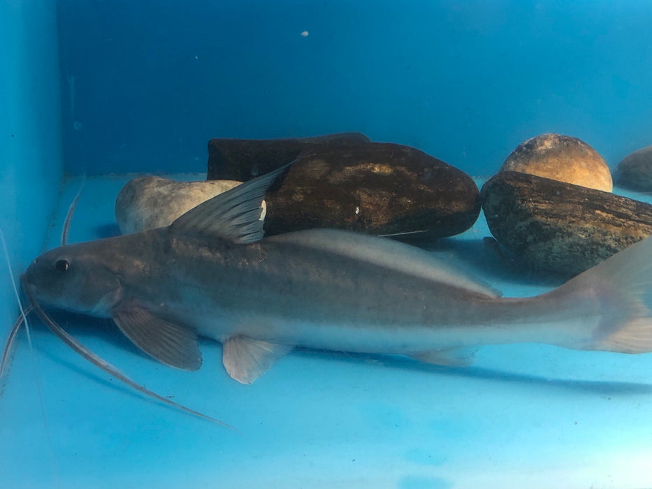 Flat Whiskered Catfish (Pinirampus pirinampu)