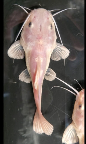 Phantom Rtc Phantom Redtail Catfish (Phractocephalus hemioliopterus) – Predatory Fins
