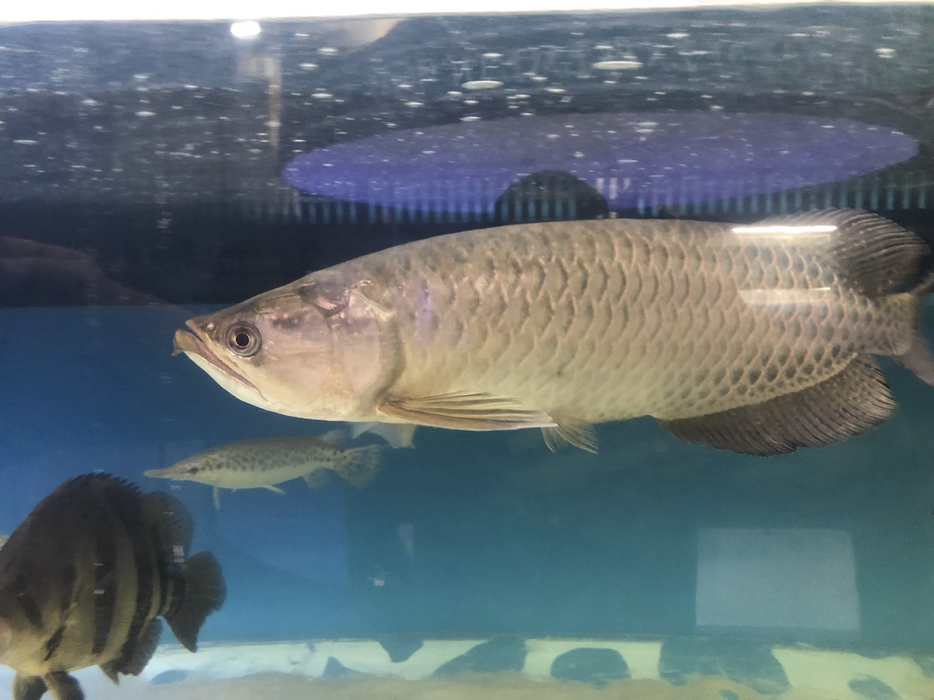 Jardini Arowana (Scleropages jardinii)