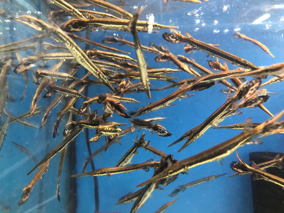 Longnose Gar (Lepisosteus osseus)