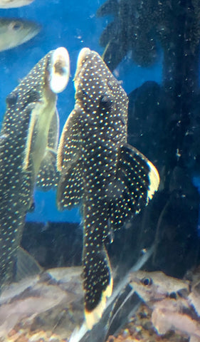 L018 Gold Nugget Pleco (Baryancistrus xanthellus) – Predatory Fins