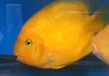 Load image into Gallery viewer, Yellow Ingot Parrot Fish Cichlid (Cichlasoma sp)
