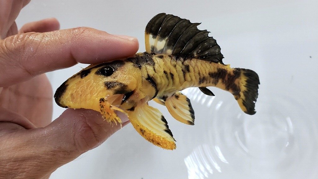 L056 Yellow and Black Rubber Pleco (Parancistrus aurantiacus)