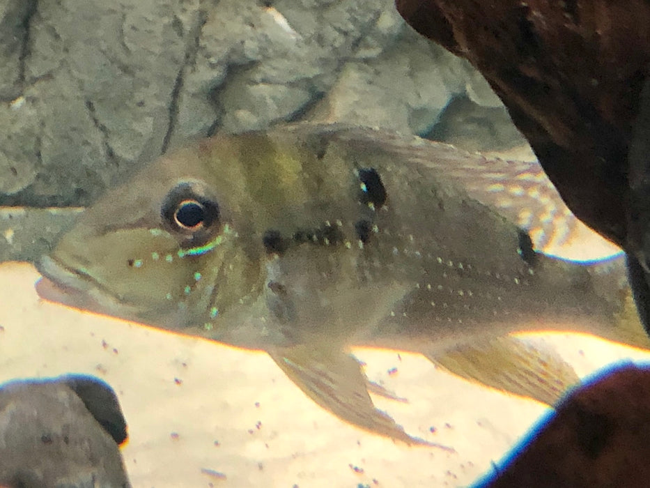 Maroni Eartheater Cichlid (Geophagus harreri)